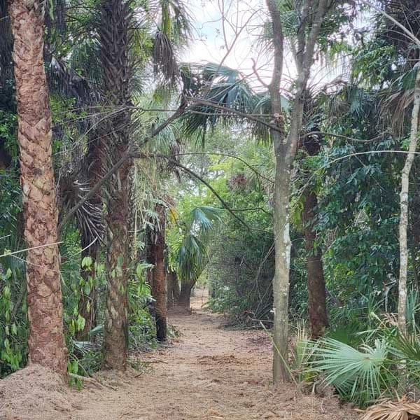 Dirt path through a tropical forest.