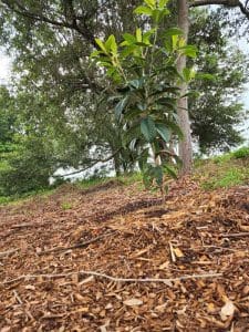 Young loquat tree planted in mulch.