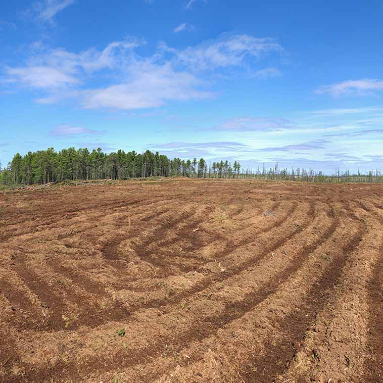 Forestry Mulching Services in Fort Myers, FL