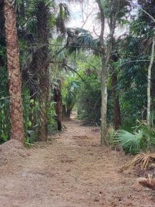 A dirt path through a palm grove.