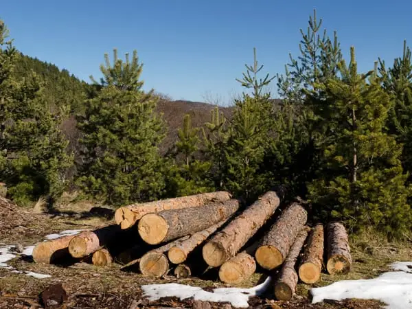 a pile of logs nearby pine trees.