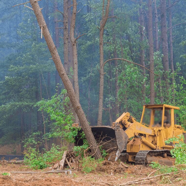 Bulldozer clearing trees in a forest.